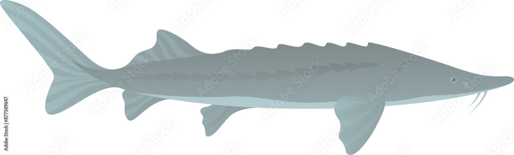 Sturgeon fish realistic vector illustration isolated on white background. Sturgeon fish realistic vector illustration isolated on white background.