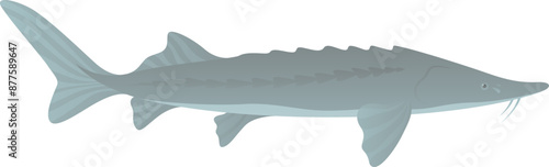 Sturgeon fish realistic vector illustration isolated on white background.