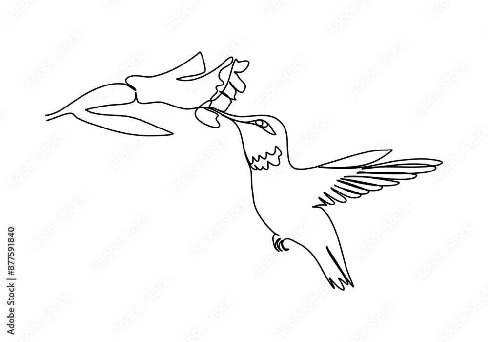 Hummingbird. One line drawing vector illustration. Hummingbird. One line drawing vector illustration.