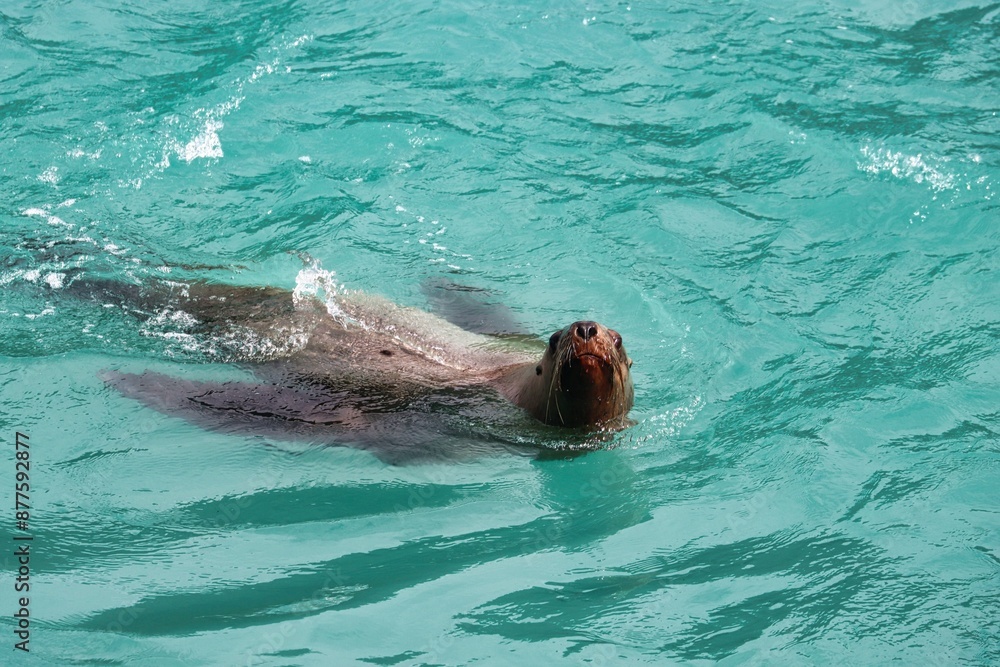 Obraz premium Yakutat Bay, Alaska