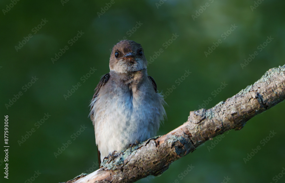 Barn Swallow perched on tree in morning light. Local Lake, Fishers, Indiana, During summer. Barn Swallow perched on tree in morning light. Local Lake, Fishers, Indiana, During summer.