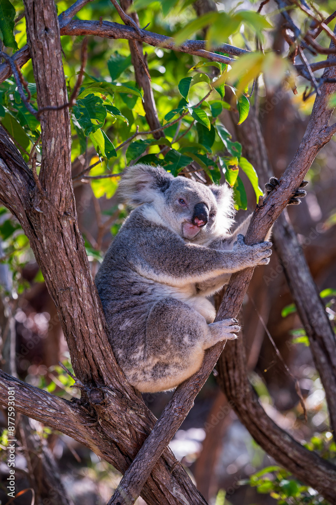 A koala sits in a tree on Magnetic Island, looking somewhat tired. A koala sits in a tree on Magnetic Island, looking somewhat tired.