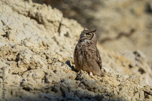 Great Horned Owl, Bubo virginianus nacurutu, Peninsula Valdes, Patagonia, Argentina. photo