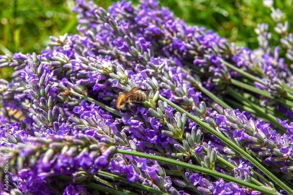 Obraz premium Une abeille sur des brins de lavande récoltés