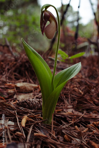 Wild Woodland Lady Slipper Orchid photo