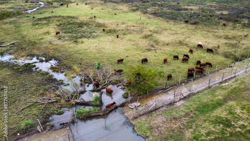 vista aerea de un campo con vacas pastando