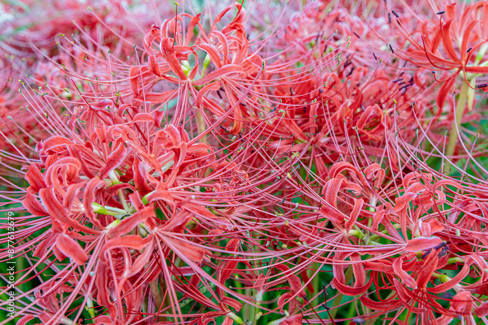 愛知県　 矢勝川の彼岸花
