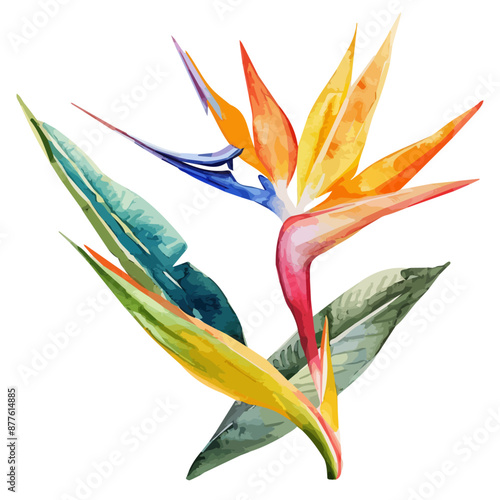 Watercolor Illustration vector of a Bird of paradise flower, isolated on a white background