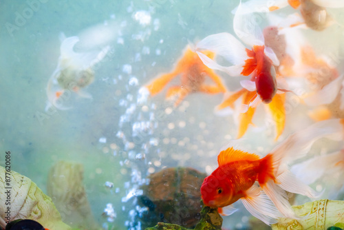 goldfish in aquarium
