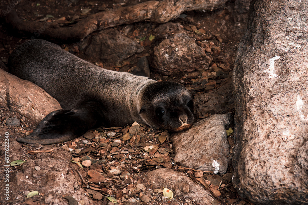 Obraz premium Resting Galapagos Sea Lion Pup on Rocky Terrain