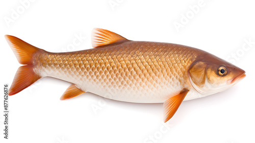 A fresh, golden-brown fish with orange fins, perfect for a seafood market or recipe website. 