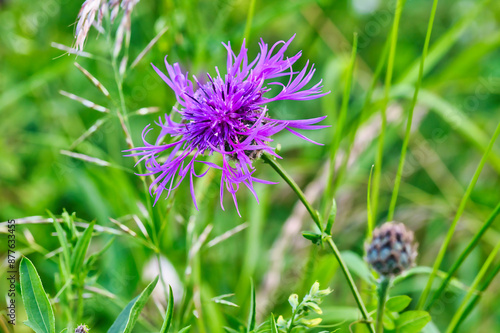 Scabious knapweed, daisy family, (Asteraceae)
Scientific name: Centaurea scabiosa, close-up