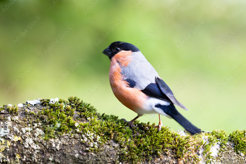 Handsome male Eurasian Bullfinch (Pyrrhula pyrrhula) perched on a mossy log with a natural green foliage background Handsome male Eurasian Bullfinch (Pyrrhula pyrrhula) perched on a mossy log with a natural green foliage background
