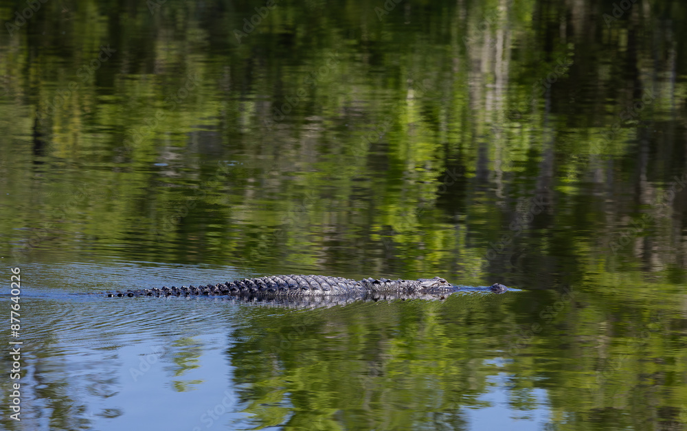 Wild Amerian Alligator swimming in natural wetlands at Sweetwater wetland in Gainesville Florida. Wild Amerian Alligator swimming in natural wetlands at Sweetwater wetland in Gainesville Florida.