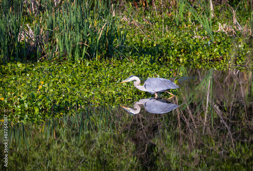 Great Blue Heron foraging and walking at Sweetwater wetlands in Gainesville Florida.