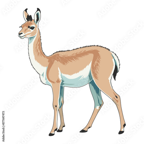 Hand Drawn Vicuña Illustration