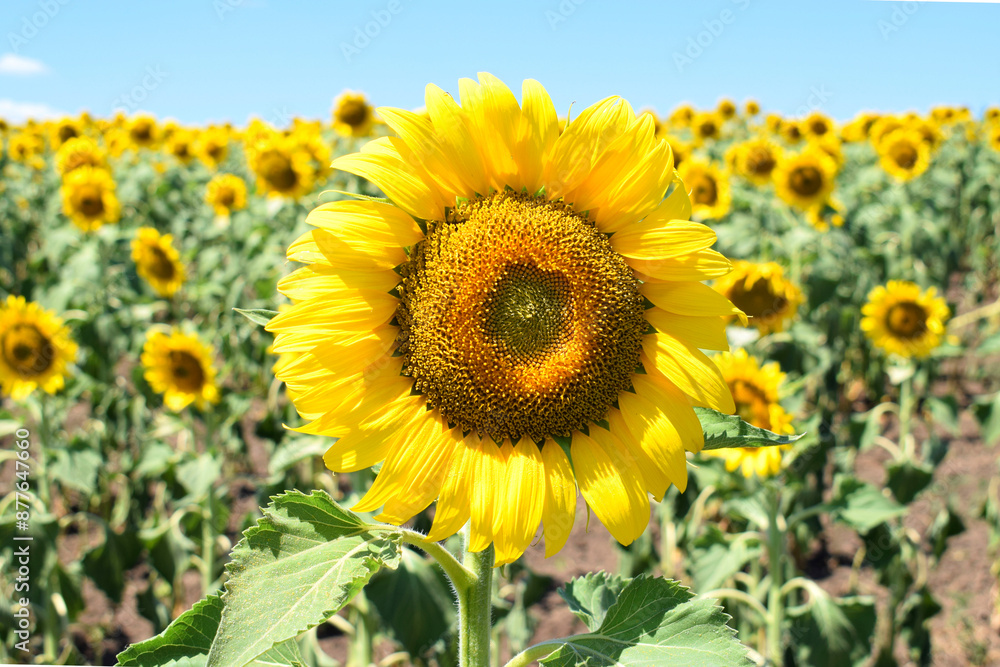 Sunflower flower on a blurred background of an agricultural field. Sunflower flower on a blurred background of an agricultural field.