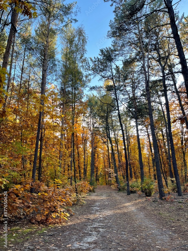 Fototapeta premium autumn in the forest