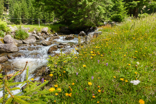 Wiesenblumen am Gebirgsbach mit frischem Quellwasser photo