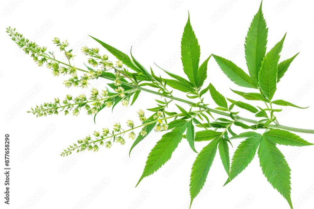 A detailed shot of various plants with leaves and flowers A detailed shot of various plants with leaves and flowers