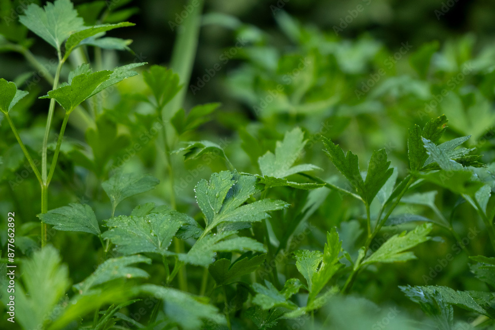 Fresh Parsley in Lush Green Soil: Nature's Vibrant Bounty Fresh Parsley in Lush Green Soil: Nature's Vibrant Bounty