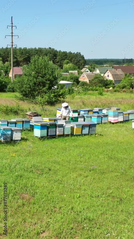 Apiary on field in summer. Beekeeper working near the beehives on the background of rural houses. Beekeeping process. Aerial view. Vertical video Apiary on field in summer. Beekeeper working near the beehives on the background of rural houses. Beekeeping process. Aerial view. Vertical video