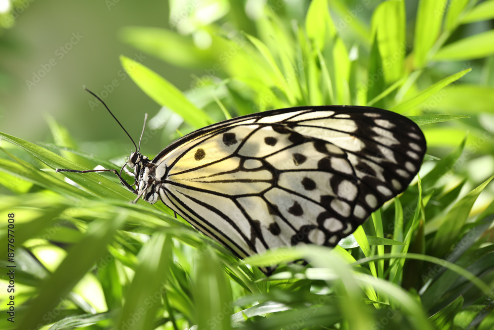 Beautiful rice paper butterfly on green plant in garden Beautiful rice paper butterfly on green plant in garden