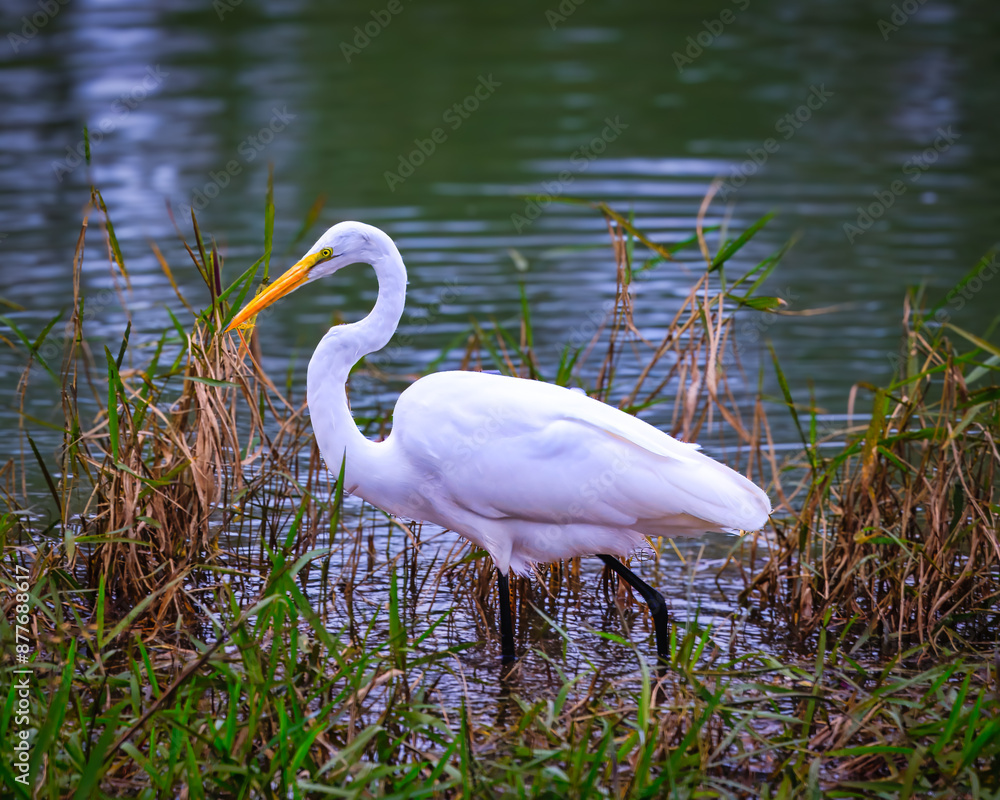 Fototapeta premium Eastern Great egret in the park