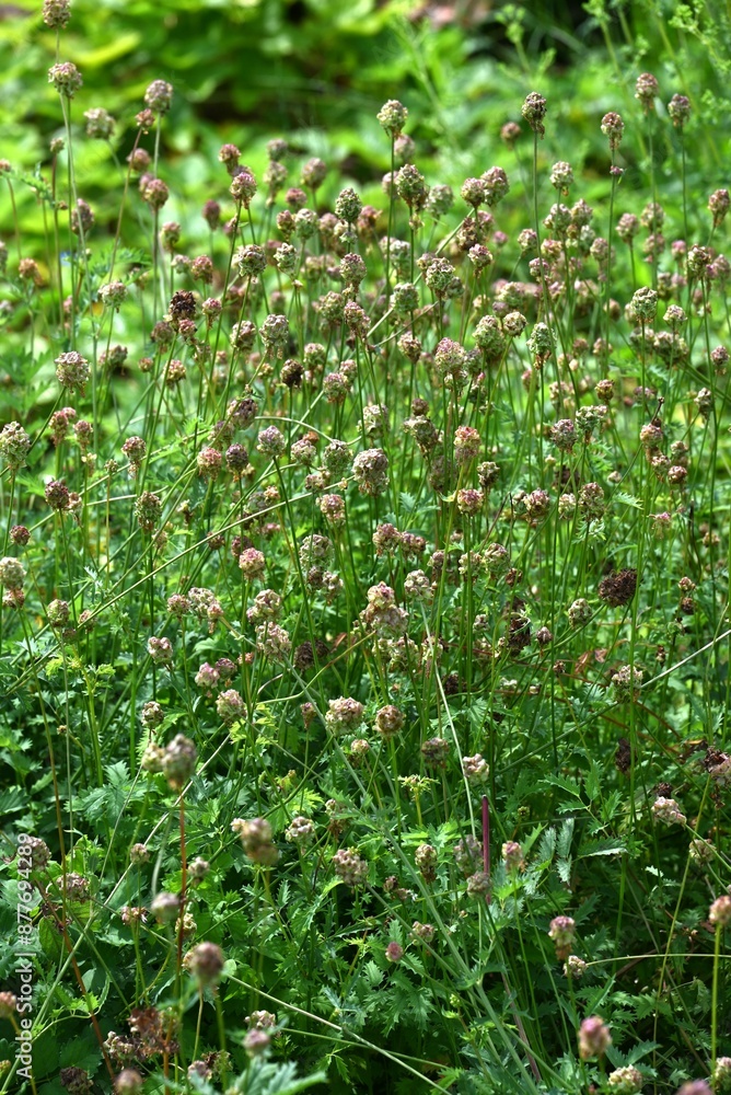 Salad burnet (Sanguisorba minor) flowers. Rosaceae perennial herb. Known as the Salad burnet (Sanguisorba minor) flowers. Rosaceae perennial herb. Known as the