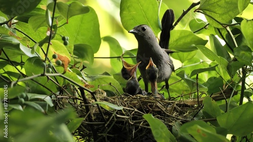 The gray catbird male (Dumetella carolinensis) feeding babies in the nest.