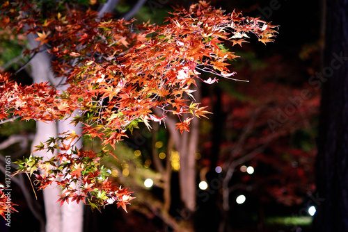 ライトアップされた秋の公園の夜