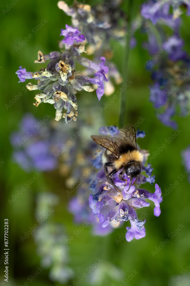 Bumblebee on lavender flower, close-up, macro Bumblebee on lavender flower, close-up, macro