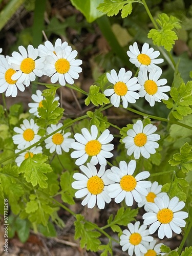 daisies in a garden