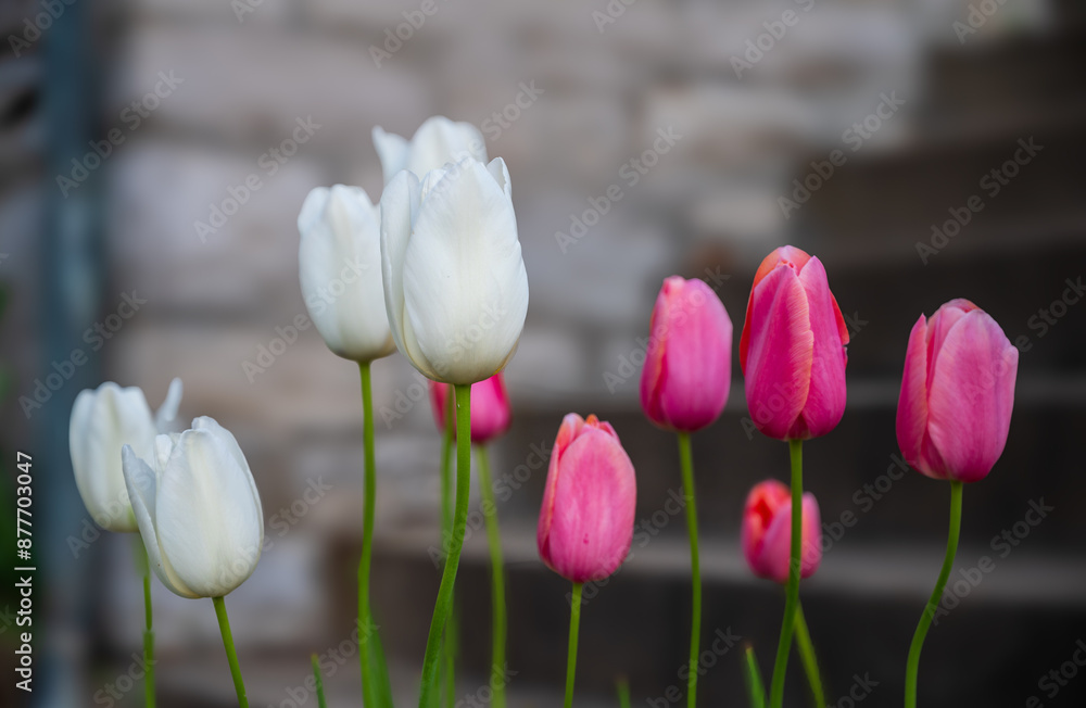 Fototapeta premium White and Pink Tulips