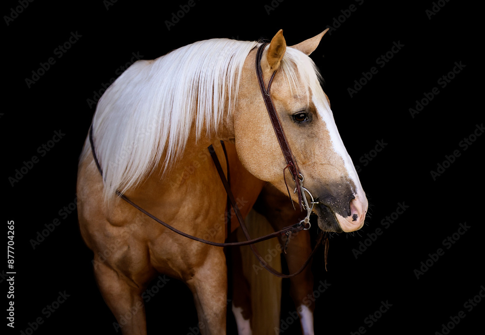 Obraz premium Beautiful Palomino Mare on Black Background