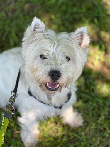 west highland white terrier