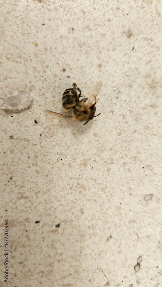 Close-Up of Dead Bee on Textured Surface Close-Up of Dead Bee on Textured Surface