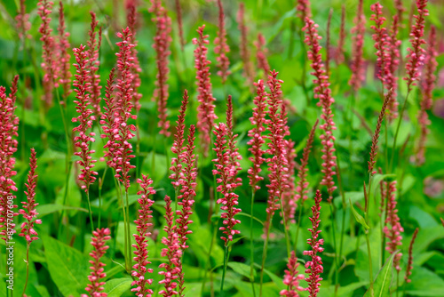 Kerzenknöterich (Bistorta amplexicaulis)