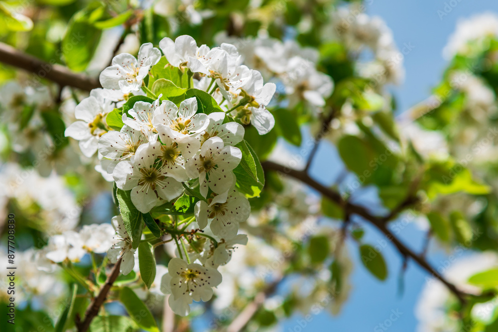 Detalle de las flores de un majuelo, Crataegus monogyna, en primavera Detalle de las flores de un majuelo, Crataegus monogyna, en primavera