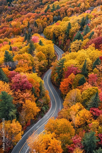 An aerial view of a winding road cutting through a forest during autumn © Gromik