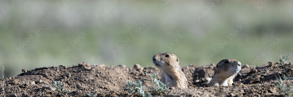 Ultra-wide panorama of two Black-tailed Prairie Dogs on a burrow at Maxwell National Wildlife Refuge in New Mexico