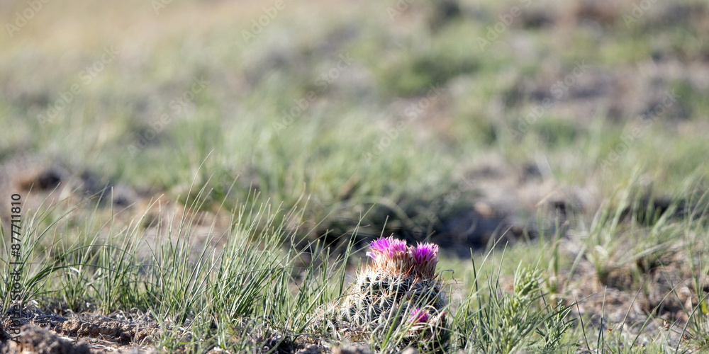 Wide panorama of a purple-flowering cactus on the prairie at Maxwell National Wildlife Refuge in New Mexico Wide panorama of a purple-flowering cactus on the prairie at Maxwell National Wildlife Refuge in New Mexico