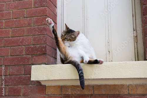 Charming cat relaxing and grooming by a window in Paris photo