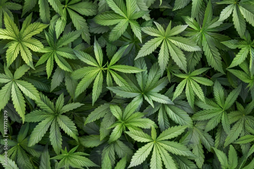 Green cannabis leaves forming a beautiful texture, ideal for projects related to marijuana, hemp or cannabis in general Green cannabis leaves forming a beautiful texture, ideal for projects related to marijuana, hemp or cannabis in general