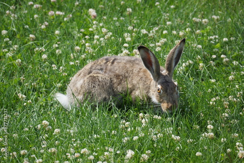 Rabbit grazing in grassy field full of weeds 