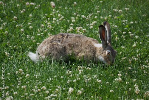 Rabbit grazing in grassy field full of weeds 