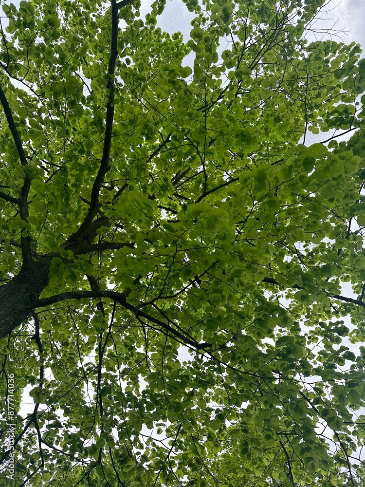 Fototapeta premium tree view green park