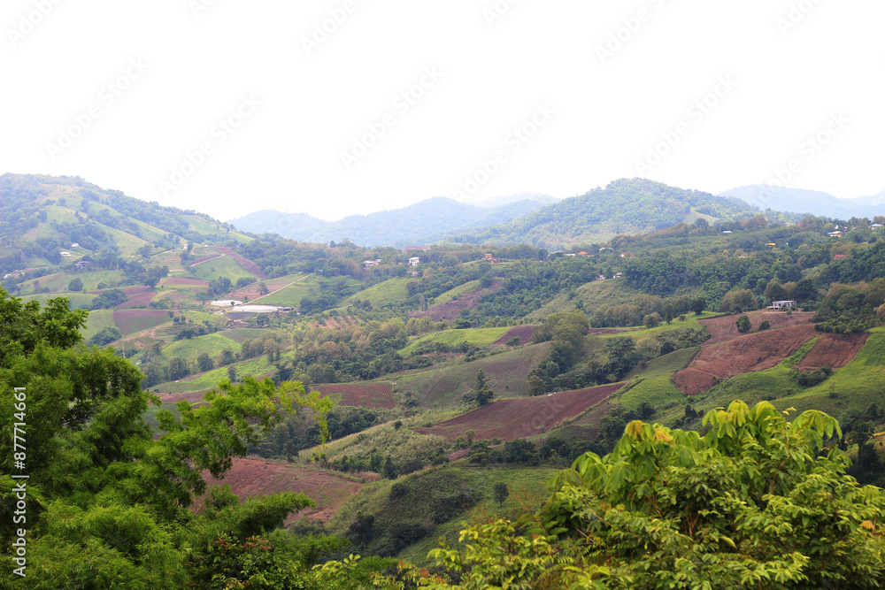 Beautiful green trees on the mountain, outdoors Beautiful green trees on the mountain, outdoors