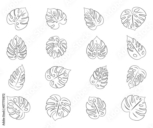 Monstera. Zestaw 16 egzotycznych liści. Wektorowe elementy.