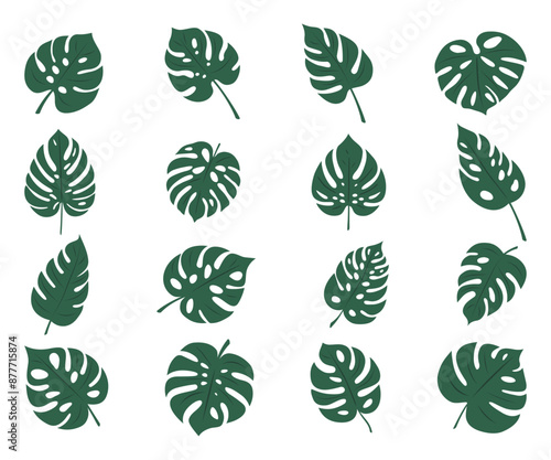 Monstera. Zestaw 16 egzotycznych liści. Wektorowe elementy.